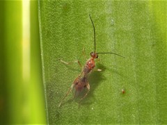 Meteorus pulchricornis