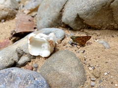 Pithauria marsena
