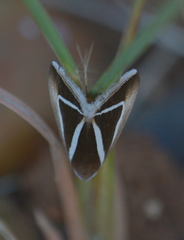 Chalciope delta