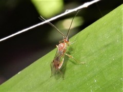 Meteorus pulchricornis