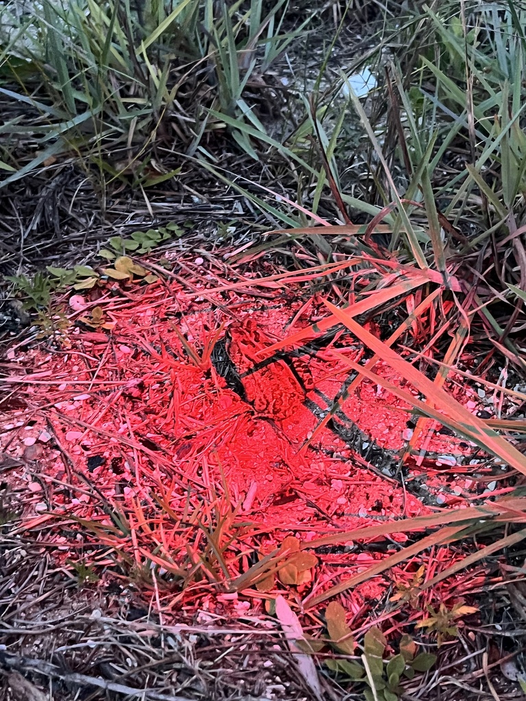 Fowler's Toad from Sheep Islands, NC, US on July 15, 2023 at 08:32 PM ...