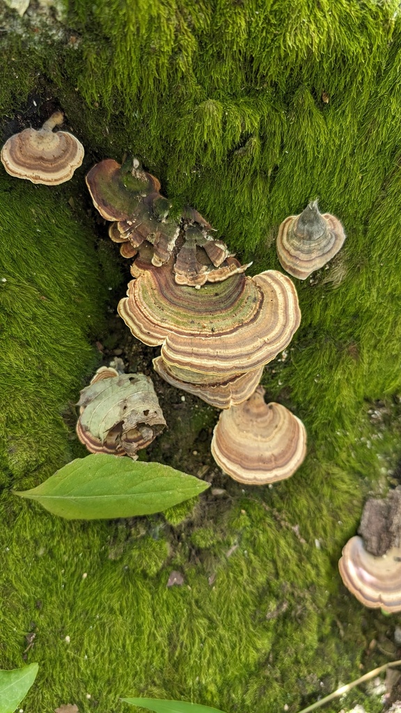 Microporus affinis · October 2023 · photo: © atsushi_nakajima_cirque (iNaturalist, cc-by)