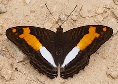 Adelpha jordani