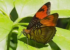 Adelpha mesentina