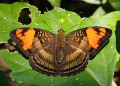 Adelpha mesentina