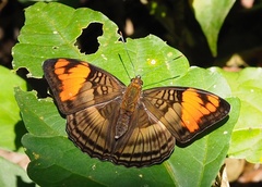 Adelpha mesentina
