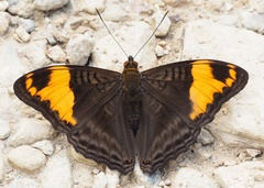 Adelpha ximena