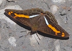 Adelpha olynthia