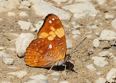 Adelpha irmina