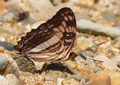 Adelpha thesprotia