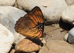 Adelpha mesentina