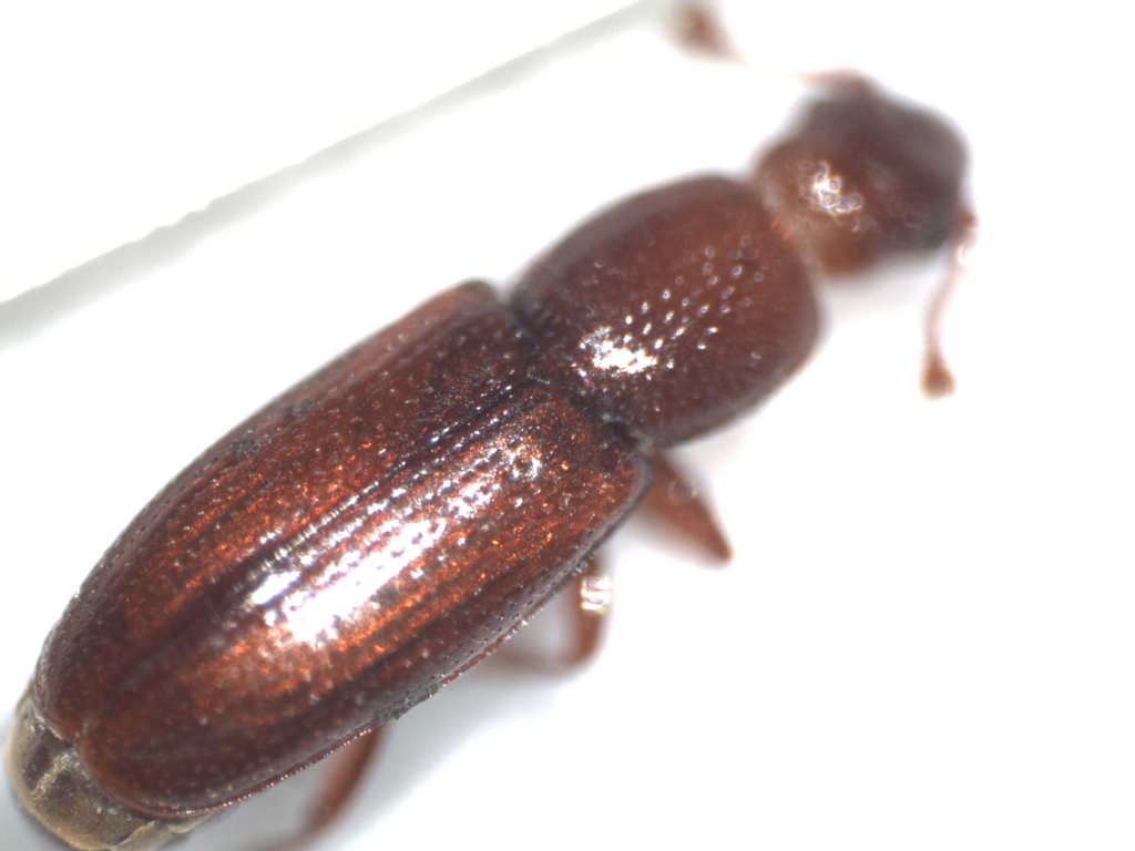 Rhizophagus brunneus