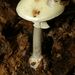 Amanita citrina - Photo 由 adinie 所上傳的 (c) adinie，保留部份權利CC BY-NC