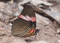 Adelpha lycorias