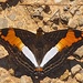 Adelpha capucinus - Photo (c) shirdipam, some rights reserved (CC BY-NC), uploaded by shirdipam