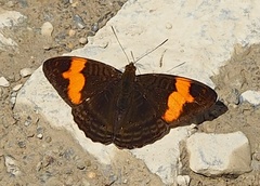 Adelpha zina irma