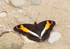 Adelpha amazona