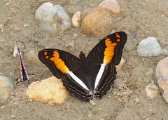 Adelpha amazona