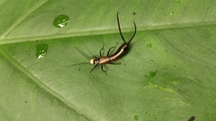 Paratimomenus flavocapitata