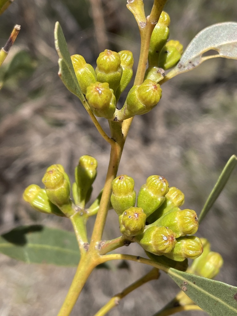 Kingscote mallee