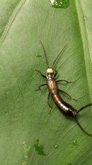 Paratimomenus flavocapitata