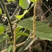Allaeanthus luzonicus - Photo (c) kairigney, algunos derechos reservados (CC BY-NC)