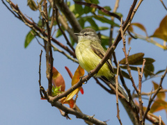 Sooty-Headed Tyrannulet photo 5