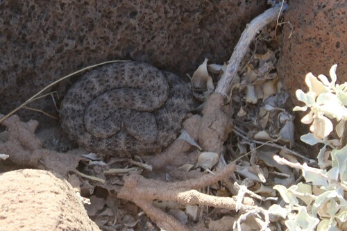 Horsehead Island Speckled Rattlesnake