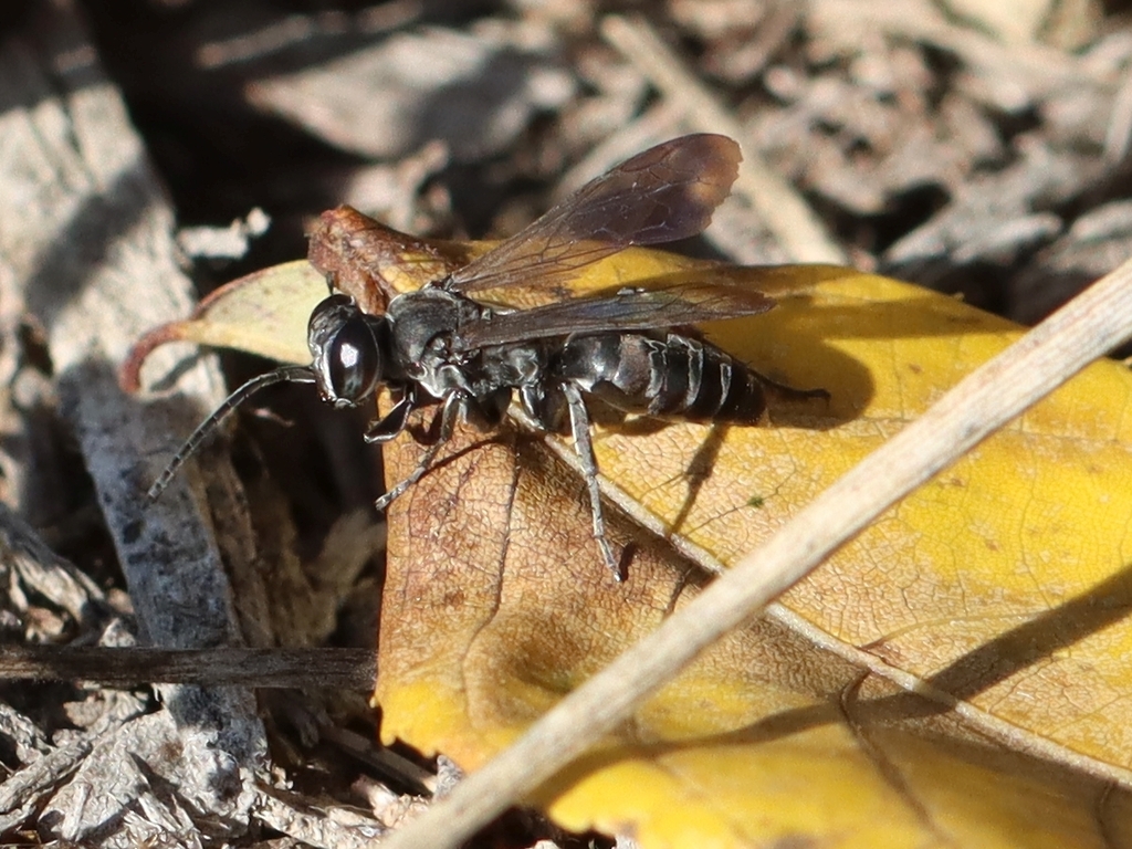 Crabronid wasp