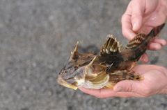 Myoxocephalus octodecemspinosus