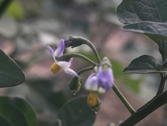 Solanum americanum