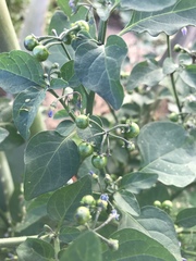 Solanum americanum