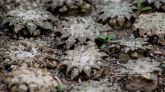 Ariocarpus kotschoubeyanus