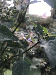 Solanum americanum