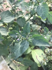 Solanum americanum