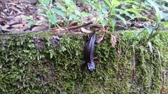 Cynops ensicauda ensicauda