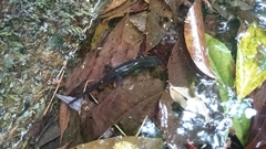 Cynops ensicauda ensicauda