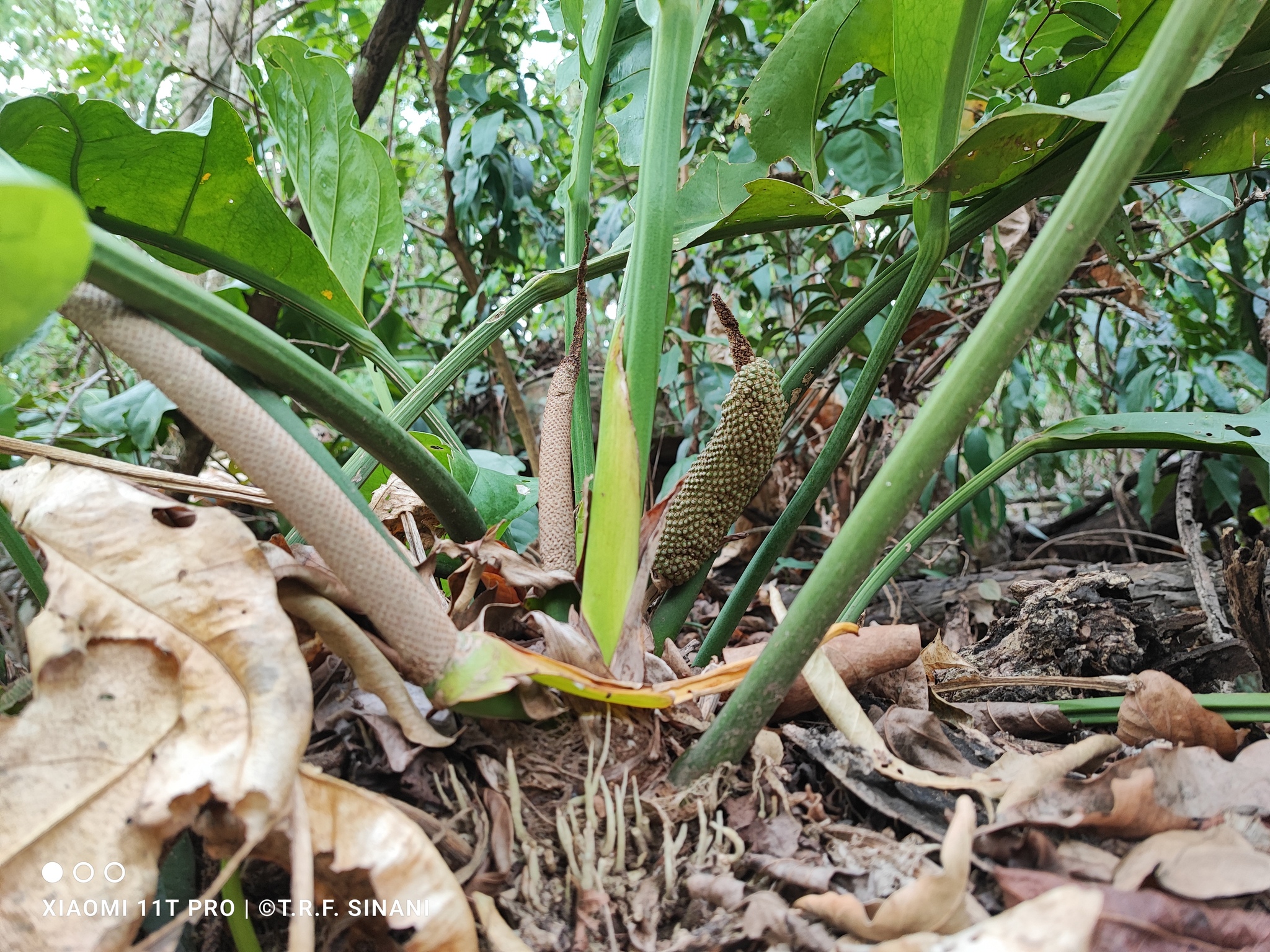 Anthurium plowmanii
