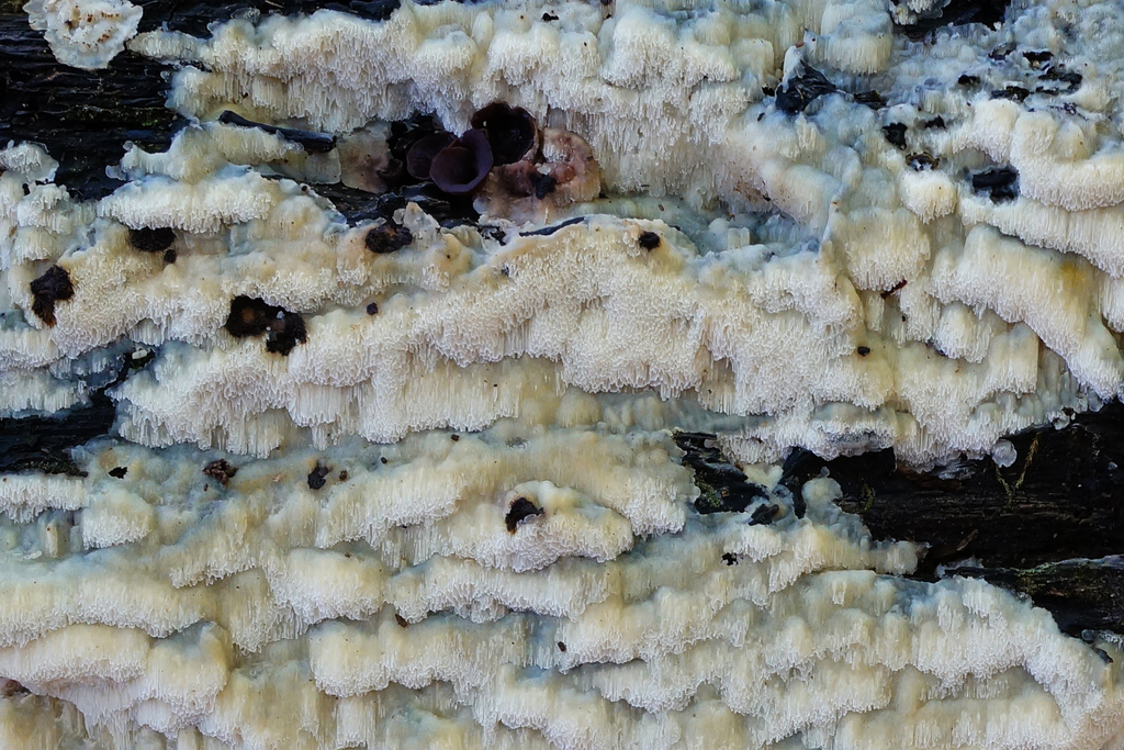 Rigidoporus undatus