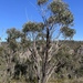 Eucalyptus sieberi - Photo (c) Dean Nicolle,  זכויות יוצרים חלקיות (CC BY-NC), הועלה על ידי Dean Nicolle