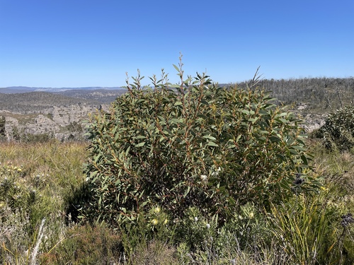 Eucalyptus gregsoniana