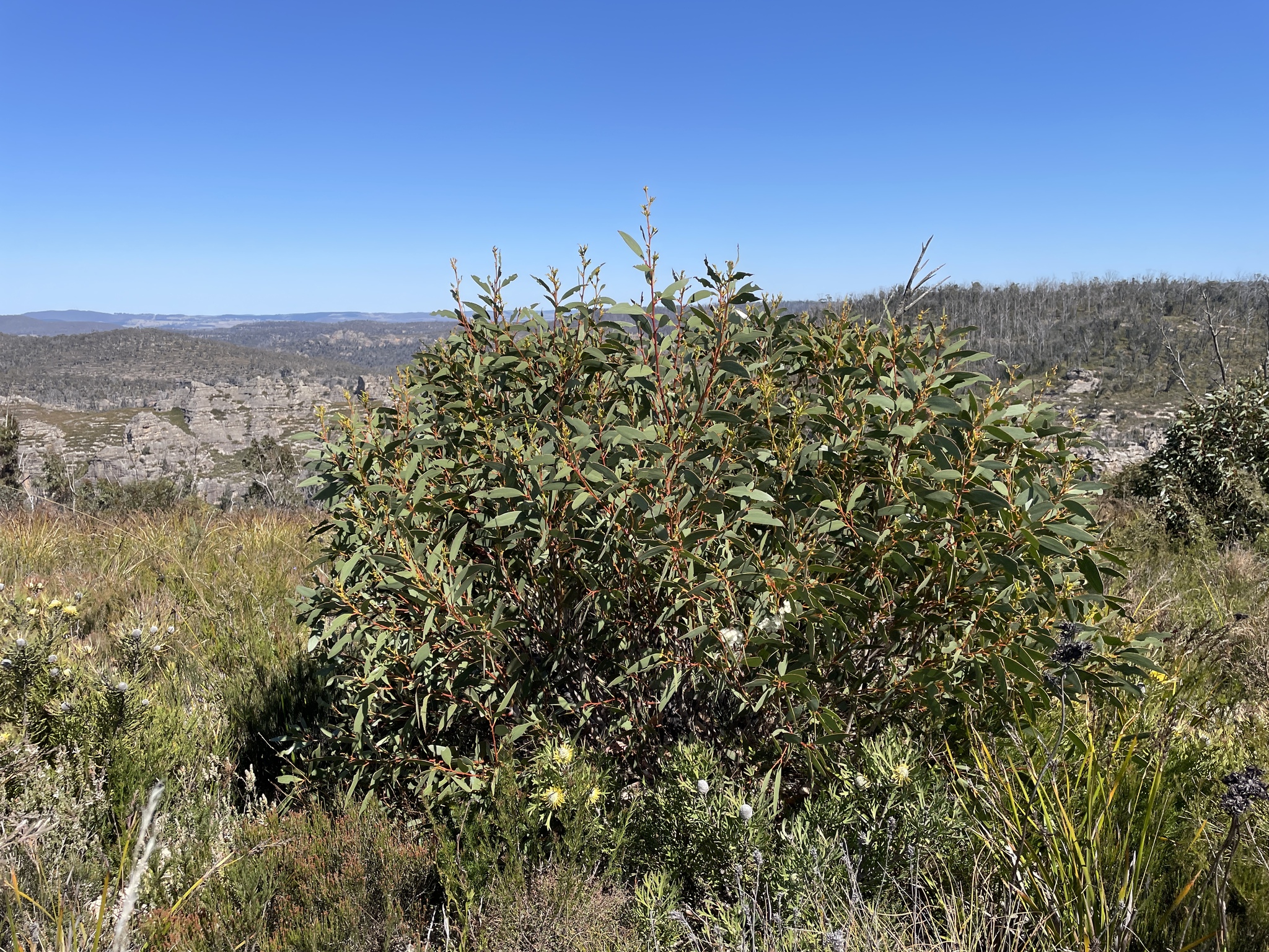 Eucalyptus gregsoniana