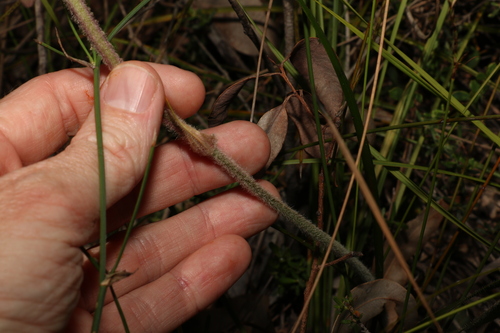 Image of Conostylis setosa by (c) Greg Tasney, some rights reserved (CC BY-SA)