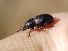 Psallidium maxillosum