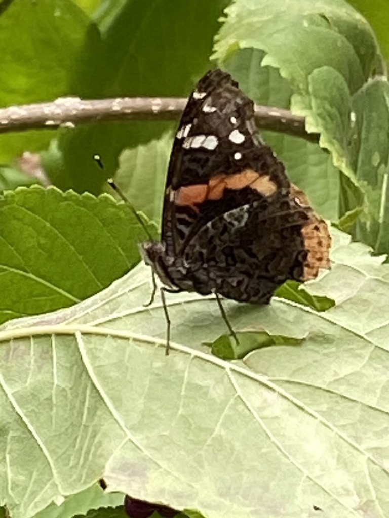 Red Admiral from David Fort Rd, Argyle, TX, US on October 23, 2023 at ...