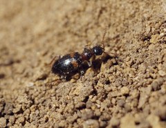 Hirticomus hispidus