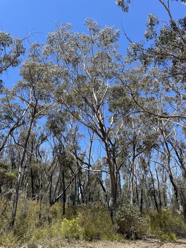 Subespecies Eucalyptus piperita piperita · iNaturalist Mexico