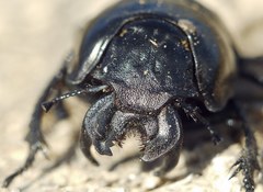 Lethrus apterus