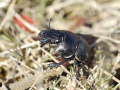 Lethrus apterus