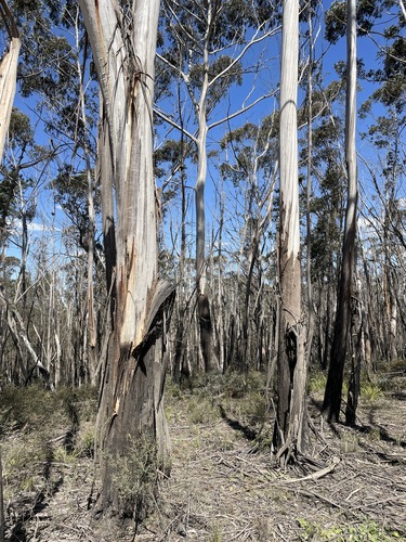 Eucalyptus oreades F.Muell. ex R.T.Baker